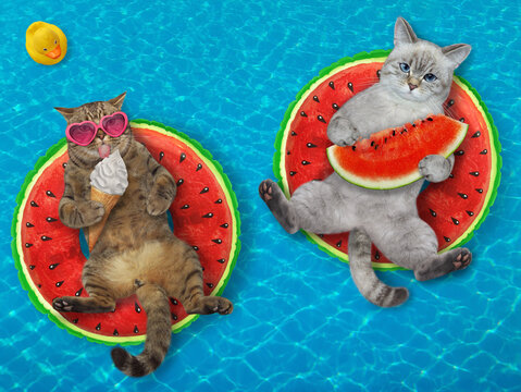 Two cats are lying on inflatable watermelons in a swimming pool at the resort.