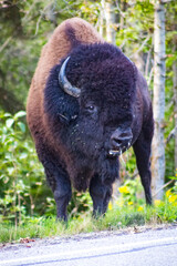 Fototapeta premium Bison with runny nose standing tall in front of bright lush green leaves and foliage leaving snot running from nose