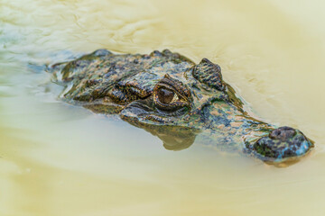 The gaze of the Amazonian crocodile