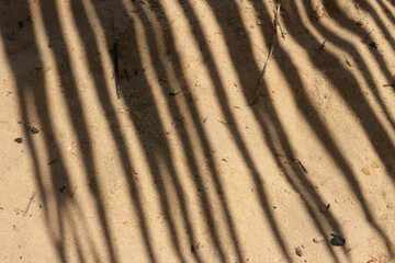 .closeup of the shadow of a coconut tree on the beach sand