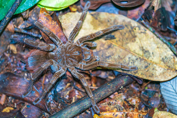 Amazonian tarantula