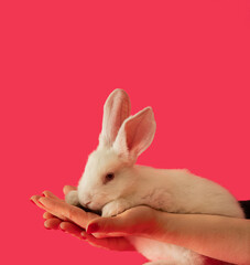 easter white bunny in female hands against pink background. adorable surreal modern background with copy cpace