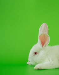 easter white bunny against pastel green background. adorable surreal background with copyspace