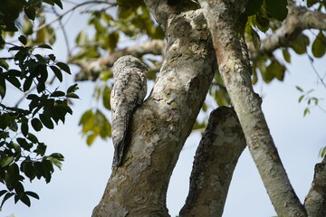 The common potoo, or poor-me-ones (Nyctibius griseus), or urutau is one of seven species within the genus Nyctibius. Amazon rainforest, Brazil.