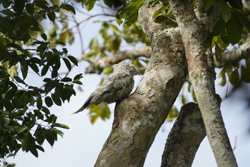 The common potoo, or poor-me-ones (Nyctibius griseus), or urutau is one of seven species within the...