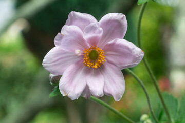 Flower of Japanese anemone