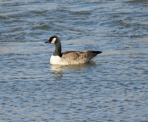 country goose on the water