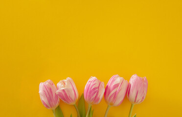 fresh easter pink jungle gardening tulips flat lay on the desk against yellow background with copyspace. spring minimalism