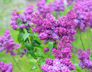 Obraz premium Pink lilac flower.