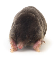 European mole on white.