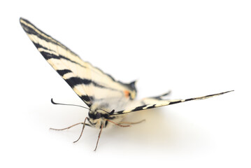 Swallowtail (Papilio machaon) isolated.
