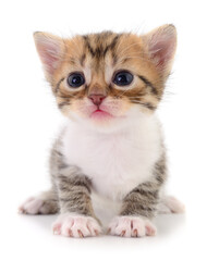 Kitten on white background.