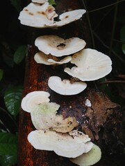 mushrooms on a tree trunk