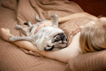 Beige senior pug resting in the bedroom with his owner. 