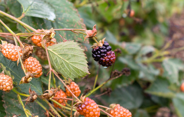 berries on a branch