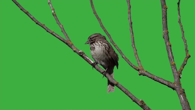 Song Sparrow with Green Background