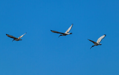 gruppo di ibis in voloorizzontale