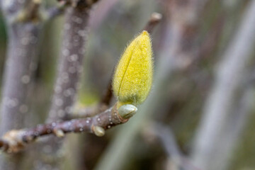 Fototapeta premium bud of a tree
