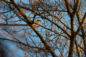 Eurasian jay on a tree at sunset (Garrulus glandarius)