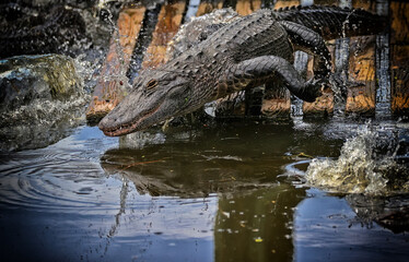 Florida Alligators Crocodiles Everglades or Gators