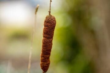 cattail, lisdodde