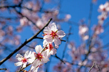 Obraz premium Close-up of the almond blossom with the background unfocused 
