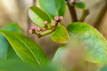 flower in the garden