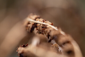 dry fern