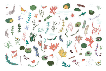 Water plants vector illustrations set