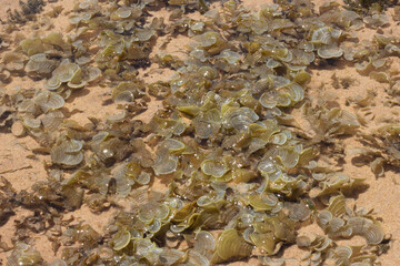 close up of coral marine texture on a sunny day