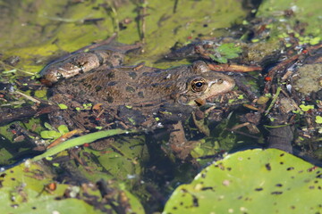Grenouille au soleil sur Nénuphar