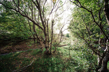 Dichter Urwald auf Amrum mit Sonne
