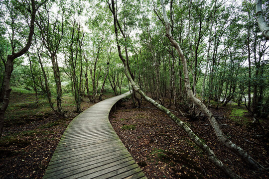 Bretterwege f&uuml;hren durch einen Wald auf Amrum