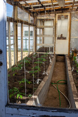 An old greenhouse with tomato sprouts. Tying up plants for a good harvest. Hobby gardening. Large windows.