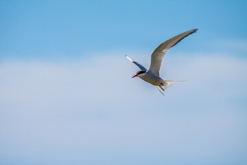 seagull in flight