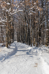 old abandoned forest. spooky forest on a winter day