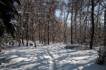 old abandoned forest. spooky forest on a winter day