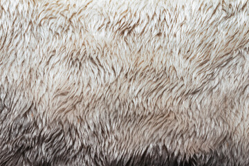 Backdrop close-up photo texture of light colored fur material.