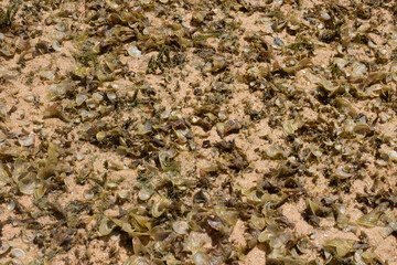 close up of green coral marine texture on a sunny day