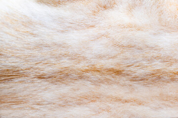 Backdrop close-up photo texture of red and brown colored cat animal fur and hair.