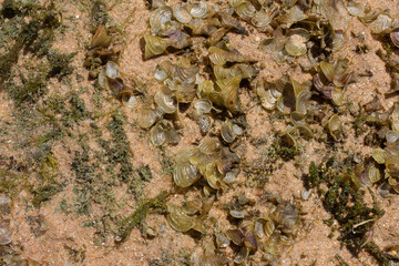 close up of green coral marine texture on a sunny day