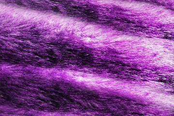 Backdrop close-up photo texture of purple colored animal fur material.