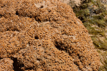 close up of brown and green coral marine texture on a sunny day