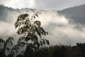 Fototapeta premium 朝靄 京都市醍醐