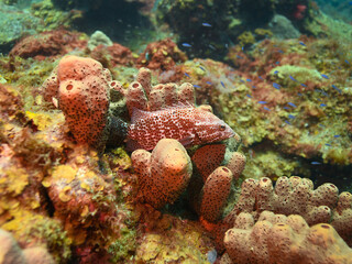 Juvenile Grouper in St Lucia