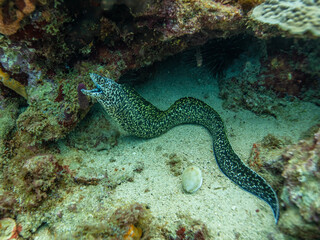 Spotted Moray Eel in St Lucia