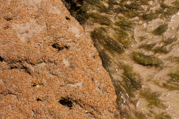 close up of brown and green coral marine texture on a sunny day