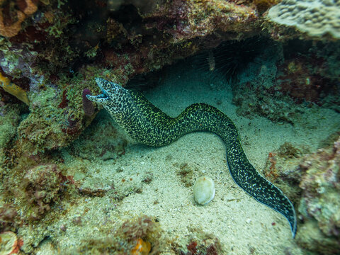 Spotted Moray Eel in St Lucia