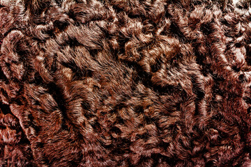 Backdrop close-up photo texture of brown colored astrakhan fur material. - obrazy, fototapety, plakaty