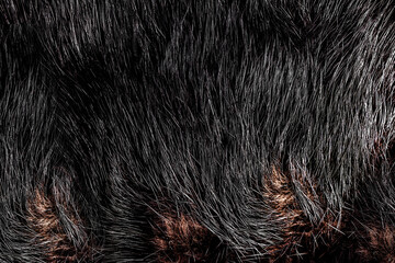Backdrop close-up photo texture of black and brown colored animal fur and hair material.